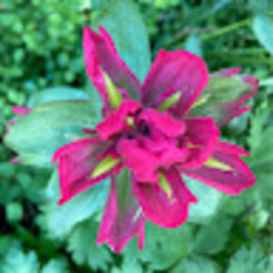 Meet your Posher, Maggie